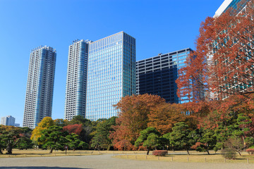 Obraz premium Autumn leaves in Hamarikyu Gardens, Tokyo