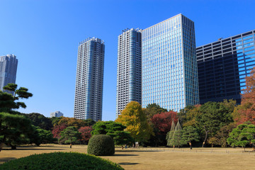 Obraz premium Autumn leaves in Hamarikyu Gardens, Tokyo