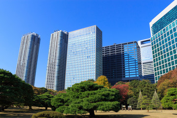 Autumn leaves in Hamarikyu Gardens, Tokyo