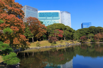 Autumn leaves in Hamarikyu Gardens, Tokyo