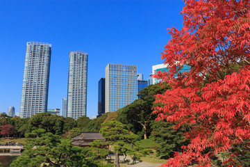 Fototapeta premium Autumn leaves in Hamarikyu Gardens, Tokyo