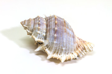 Fototapeta na wymiar sea shell isolated on white