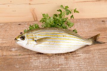 SARPA SALPA O MANGIARACINA