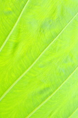 texture of a green leaf as background