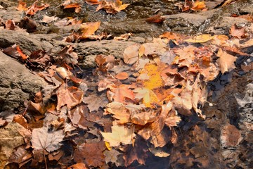 Leaves in the Water