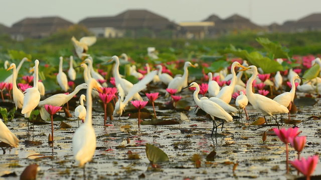 white egrets in Thale Noi Waterfowl Park, Phathalung, Thailand