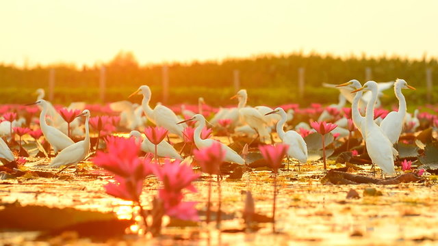 white egrets in Thale Noi Waterfowl Park, Phathalung, Thailand