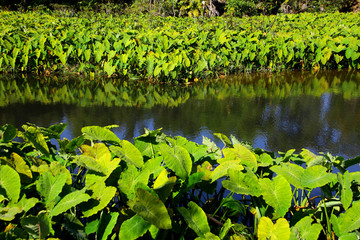 caladium on river bank