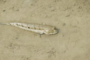 Portrait of a Blue Spotted Mud Skipper