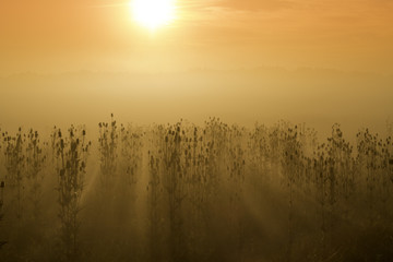Fototapeta premium Foggy sunrise