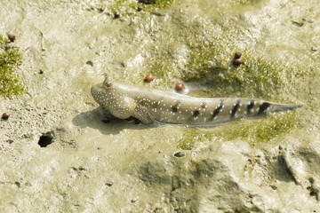 Portrait of a Blue Spotted Mud Skipper