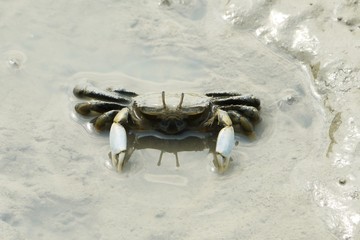 Portrait of a Mud Crab