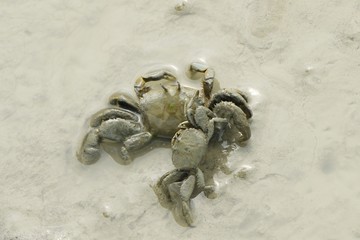 Portrait of a Mud Crab