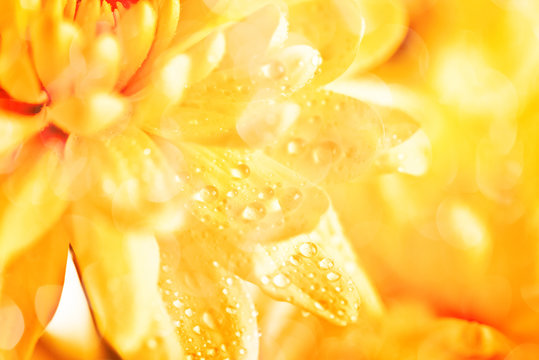 Fototapeta Close up of yellow flower aster, daisy