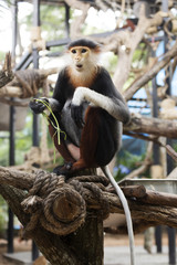 Red-shanked douc langur