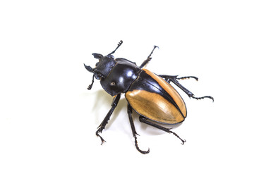 insect, beetle, bug, in genus Odontolabis