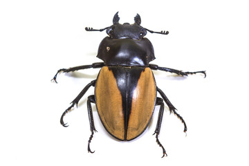 insect, beetle, bug, in genus Odontolabis