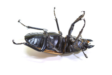 insect, beetle, bug, in genus Odontolabis