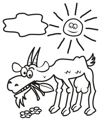 goat and sun