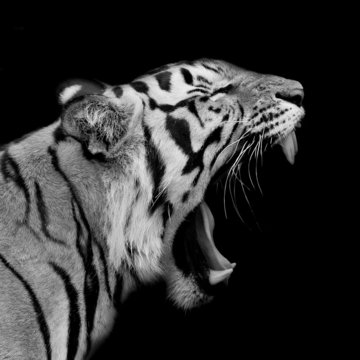 Fototapeta Ryk tygrysa sumatrzańskiego