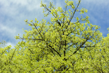 springtime sunlight sun rays