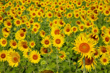 Sun flowers field
