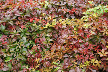 autumn palette - 7