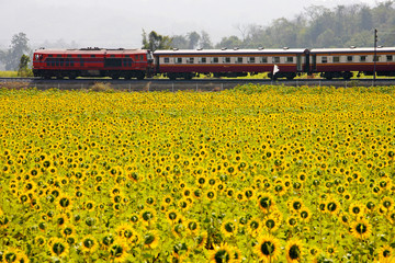 Sun flowers and train