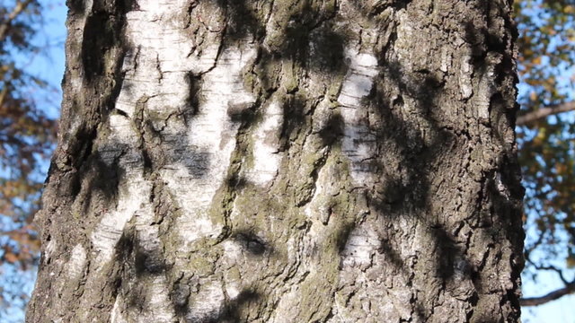 Bl&auml;tterschatten auf Birkenrinde