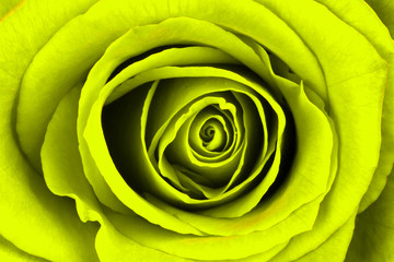 Close-up of a bright yellow rose
