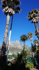 Palm trees with Table mountain in the background