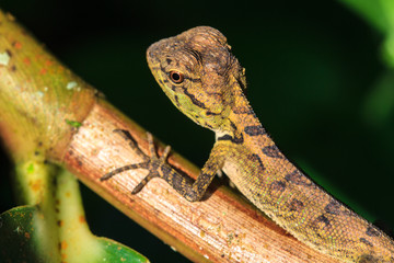 Green crested lizard, black face lizard, tree lizard