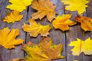 autumn background
