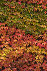 イチョウ　秋　Ginkgo tree Autumn