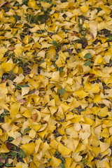 イチョウ　秋　Ginkgo tree Autumn