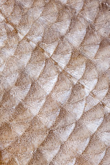 Fish scales of bream (Abramis brama L.) © rodimova