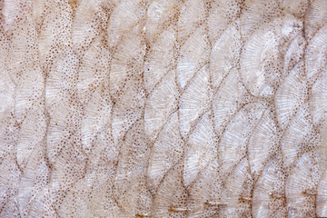 Fish scales of bream (Abramis brama L.) - closeup