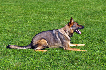 German shepard at dog training