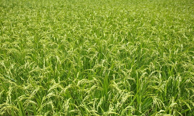 Fototapeta premium green rice filed and ear of rice