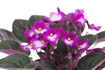 Blossoming violet saintpaulia on a white background