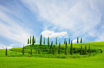 Fototapeta premium Cypresses growing in a field and blue sky , Tuscany