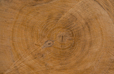 Naklejka premium Берёзовый пень