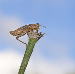Pezotettix giornae, grasshopper. Dead from parasitic fungus