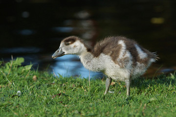 Egyptian Goose, Alopochen aegyptiaca