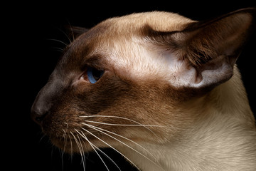 profile Oriental Shorthair cat