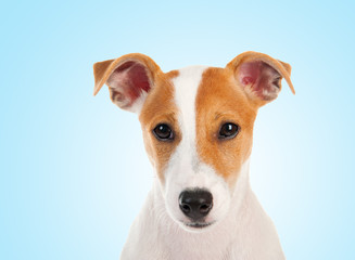 Jack russell terrier