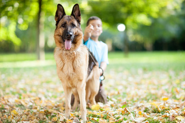 close up of German Shepherd Dog in the park,boy pointing in back
