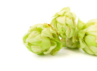 Fototapeta premium beautiful hop