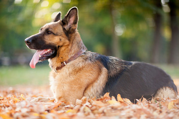 Dog, German shepherd lies in the autumn wood against beautiful y
