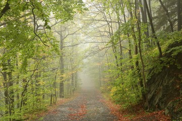 Obraz premium Path through early autumn forest on a foggy, rainy day